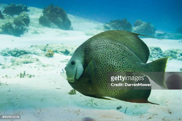 gray angelfish - darren mower stock pictures, royalty-free photos & images