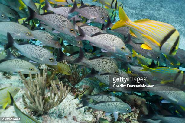 white margate and porkfish school - darren mower stock pictures, royalty-free photos & images