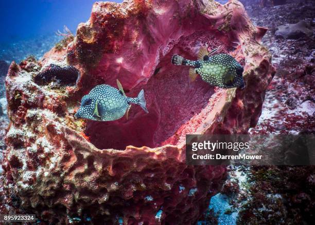 spotted boxfish pair - darren mower stock pictures, royalty-free photos & images