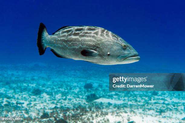 black grouper - blackfin grouper stock pictures, royalty-free photos & images