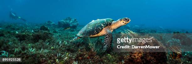 swimming hawksbill sea turtle - darren mower stock pictures, royalty-free photos & images