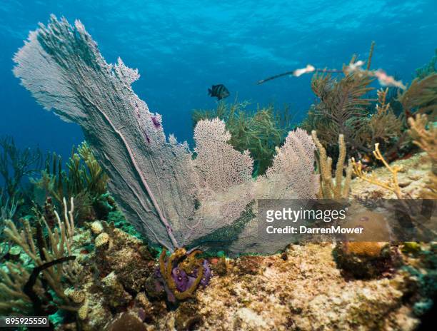 sea fan - darren mower stock pictures, royalty-free photos & images