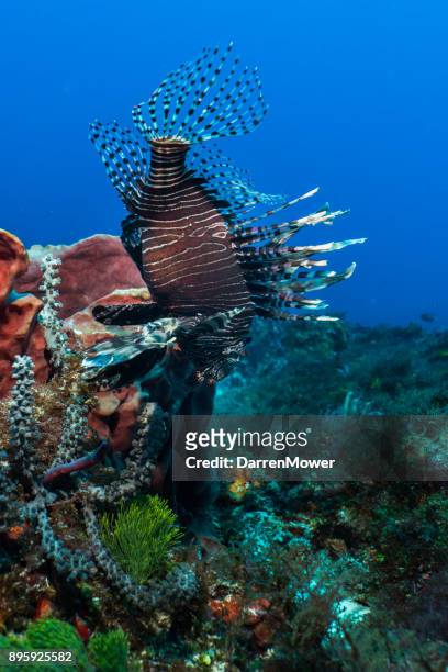 invasive lionfish - darren mower stock pictures, royalty-free photos & images