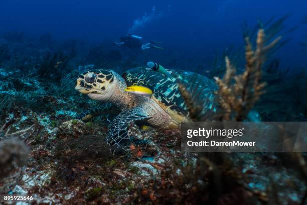 hawksbill sea turtle - darren mower stock pictures, royalty-free photos & images