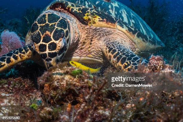 hawksbill sea turtle close-up - darren mower stock pictures, royalty-free photos & images