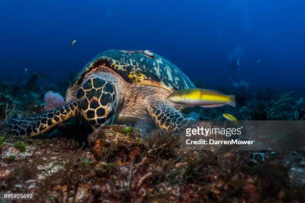 hawksbill sea turtle eating - darren mower stock pictures, royalty-free photos & images