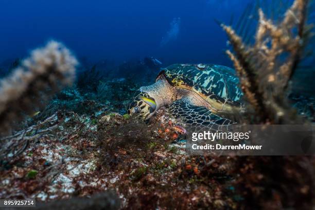 hawksbills sea turtle eating - darren mower stock pictures, royalty-free photos & images