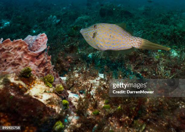 scrawled filefish - darren mower stock pictures, royalty-free photos & images