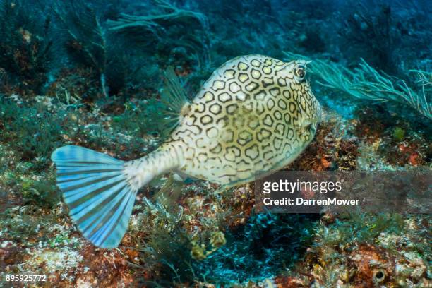 honeycomb cowfish - darren mower stock pictures, royalty-free photos & images