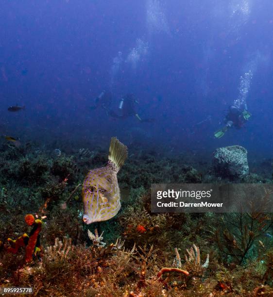 scrawled filefish - darren mower stock pictures, royalty-free photos & images