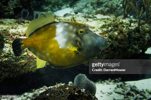 white spotted filefish - darren mower stock pictures, royalty-free photos & images
