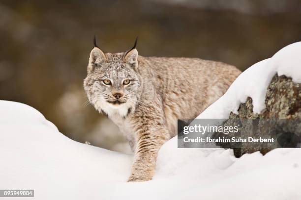 canadian lynx is leaving its hiding spot. - canadian lynx fotografías e imágenes de stock