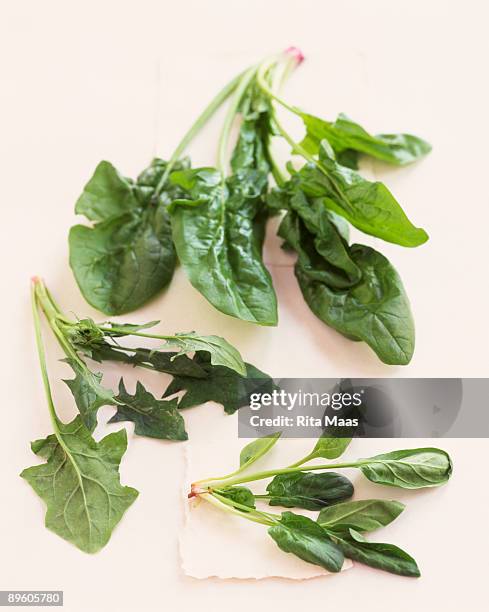 assorted greens - dandelion greens stock pictures, royalty-free photos & images