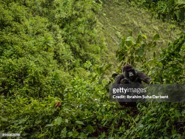 female mountain gorilla is carrying her baby through the jungle. - mountain gorilla stock pictures, royalty-free photos & images