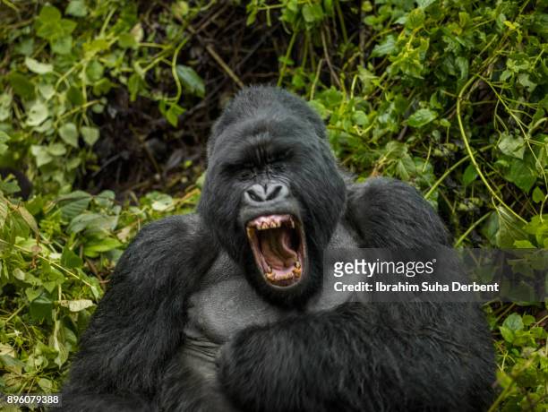 Variant udpege glans 132 Gorilla Chest Photos and Premium High Res Pictures - Getty Images