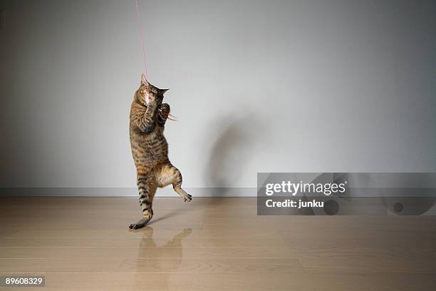 juggling cat - cat standing stock pictures, royalty-free photos & images