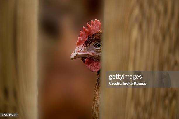 chicken behind fence - ineke stock pictures, royalty-free photos & images