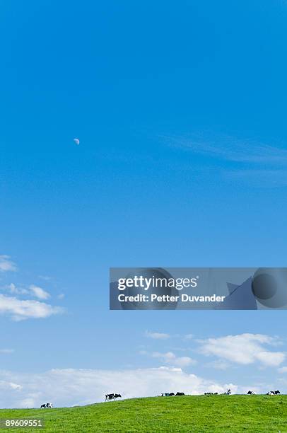 cows mooing at the moon while grazing the horizon - cow mooing stock pictures, royalty-free photos & images