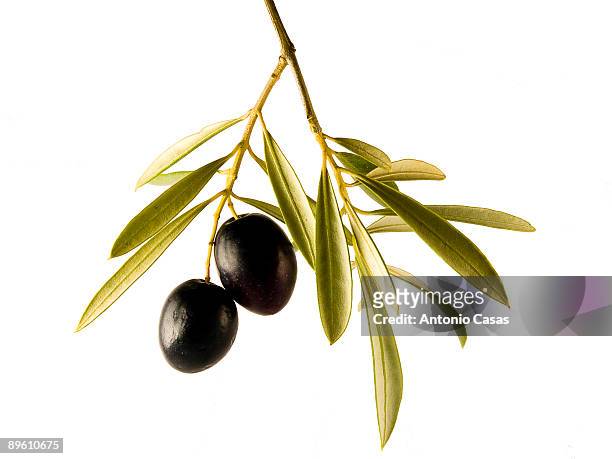 olives - ramo di ulivo foto e immagini stock