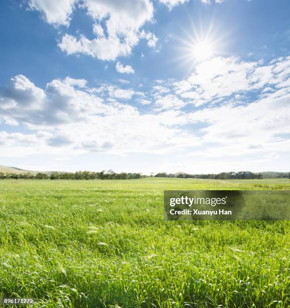 green agriculture and blue sky - green pasture stock pictures, royalty-free photos & images