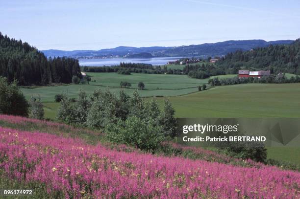 Paysage de la region de Trondheim, au bord du Trondheimsfjorden, Norvege.