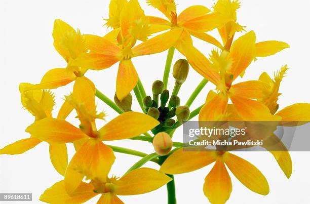 yellow flowers - epidendrum stock pictures, royalty-free photos & images