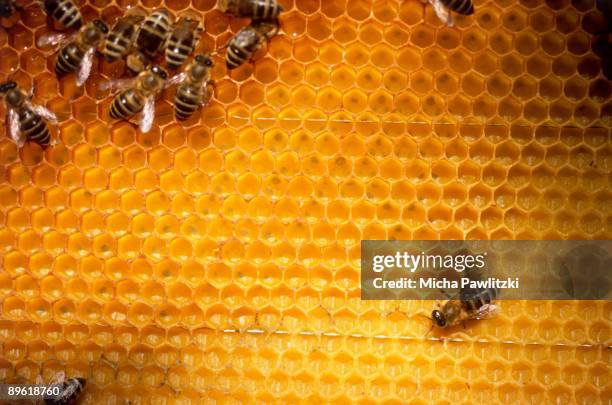 bees on honeycomb - bijen stockfoto's en -beelden