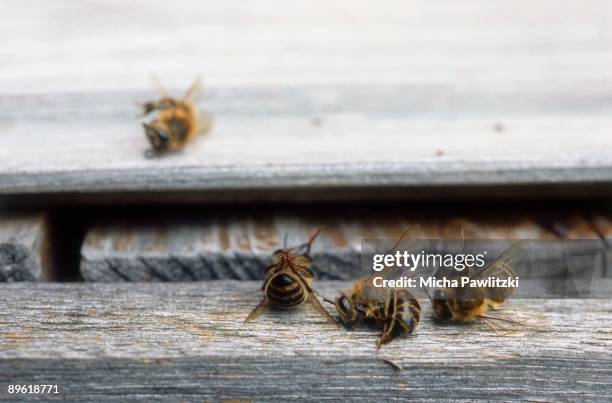 dead bees at entrance of hive - dead bees stock pictures, royalty-free photos & images