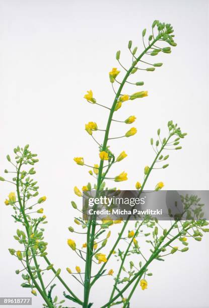 mustard flower - brassica juncea stock pictures, royalty-free photos & images