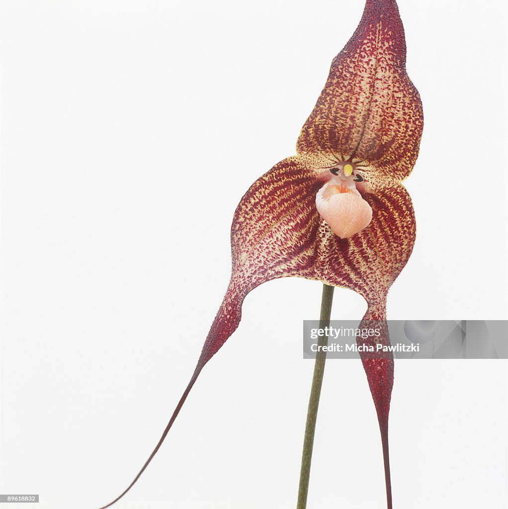 Orchid