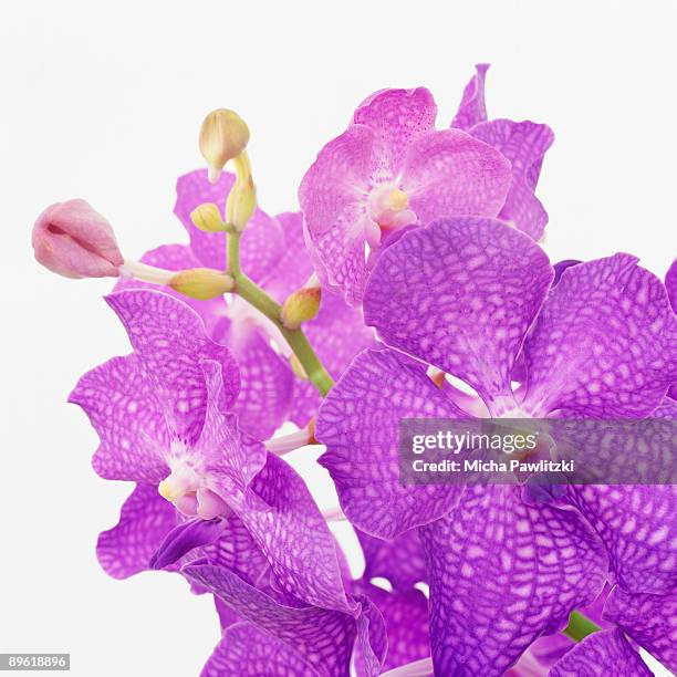 purple flowers - vandaceous stockfoto's en -beelden