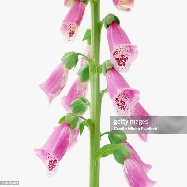 flowers blooming from stem - foxglove stock pictures, royalty-free photos & images