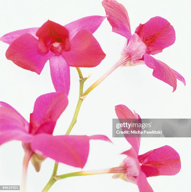 purple flowers - epidendrum stock pictures, royalty-free photos & images