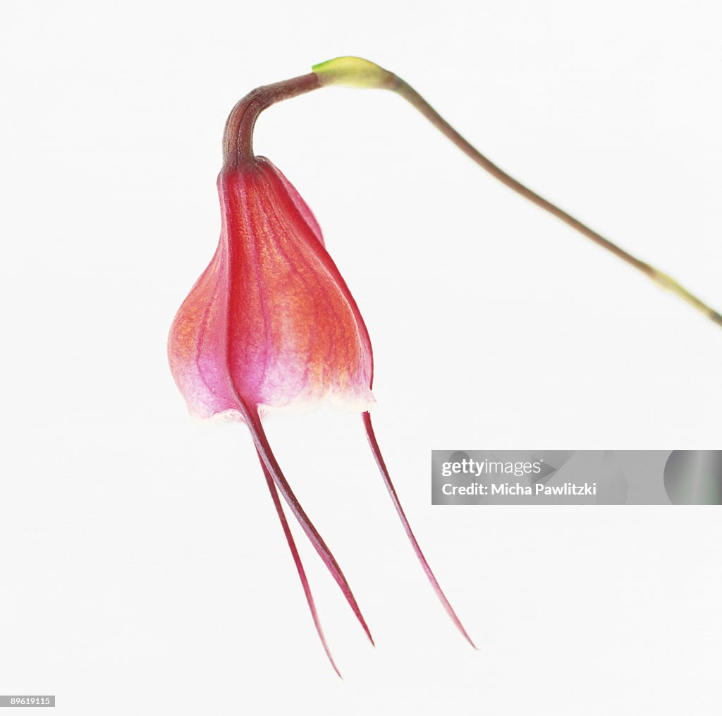 Exotic flower