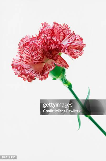 flower - carnation flower stock pictures, royalty-free photos & images