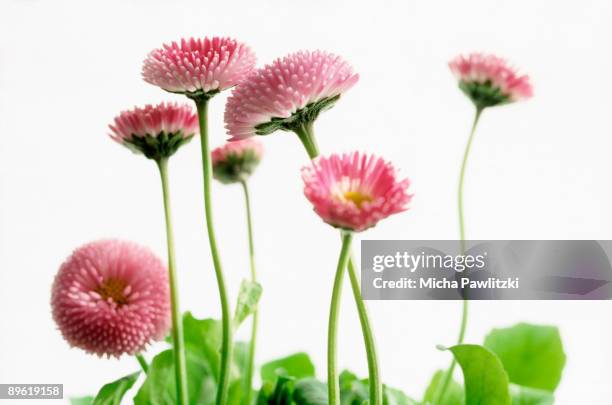 flowers - amarant stock pictures, royalty-free photos & images