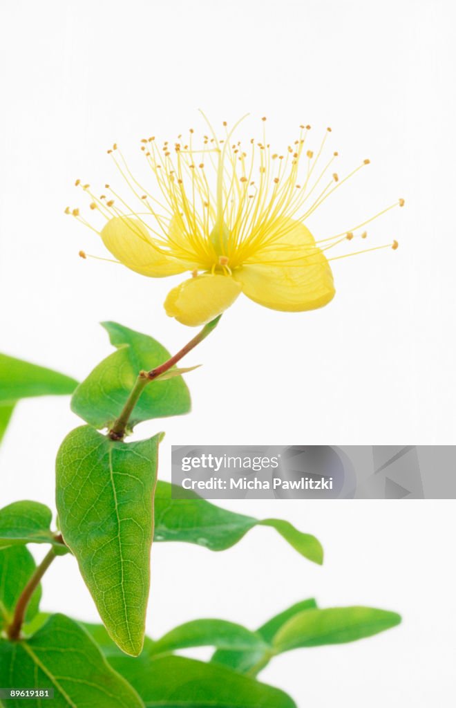 Flower in leaves