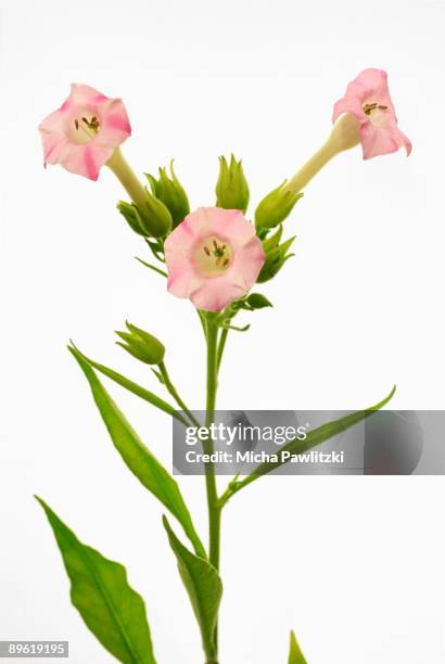 blooming flowers - tobacco crop stock pictures, royalty-free photos & images