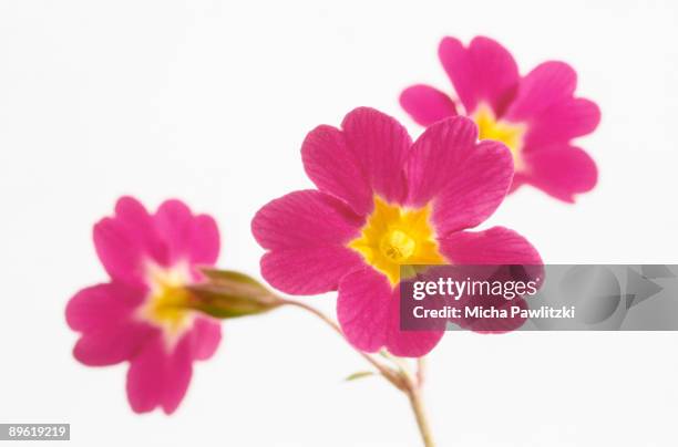 flowers - primula stock pictures, royalty-free photos & images