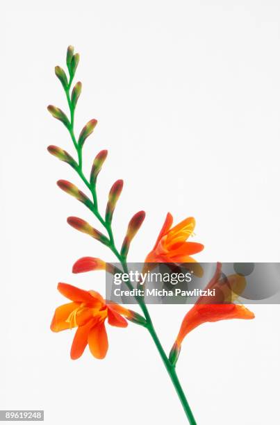 flowers blooming - freesia stock pictures, royalty-free photos & images