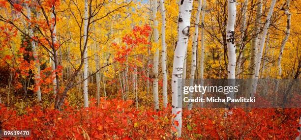 autumn forest - birch tree stock pictures, royalty-free photos & images