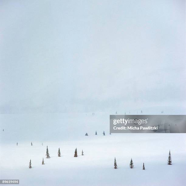 trees in snowy field - white river national forest stock pictures, royalty-free photos & images