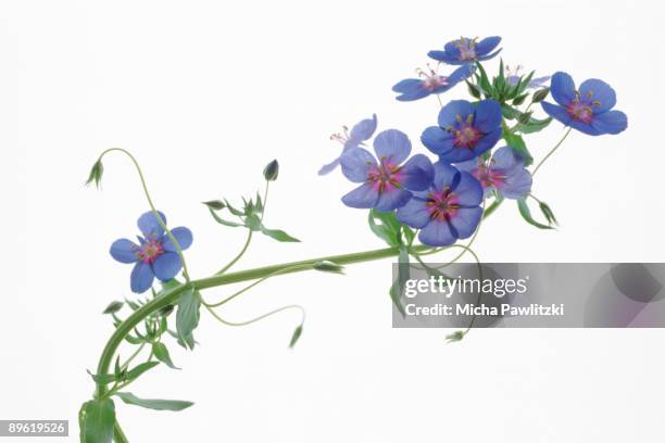 flowers on branch - flower vine stock pictures, royalty-free photos & images