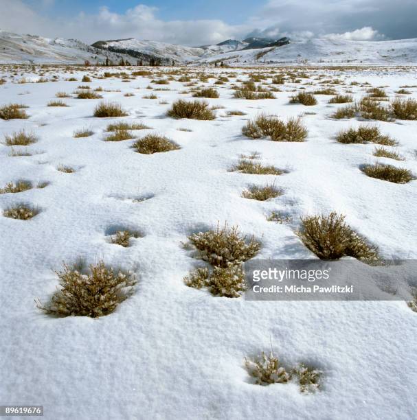 plants through melting snow - snow on grass stock pictures, royalty-free photos & images