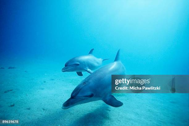 dolphins underwater - tuimelaar stockfoto's en -beelden