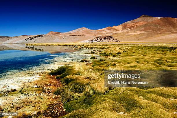 typical cushion bog in the chilean highlands. - copiapo stock pictures, royalty-free photos & images