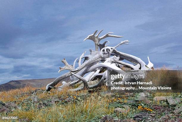 caribou antlers - horned stock pictures, royalty-free photos & images