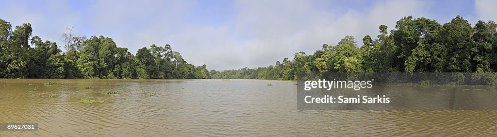 Rain forest on Kinabatangan River banks