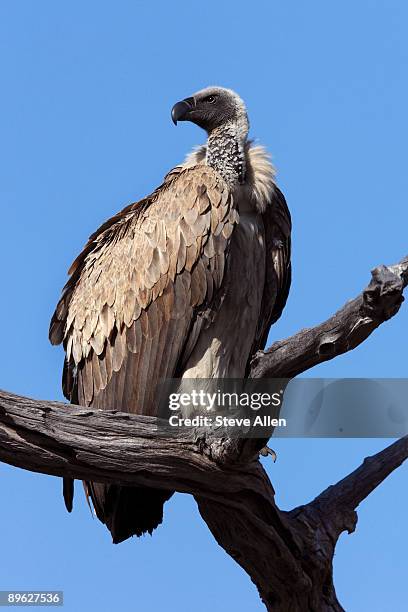 vulture - cape vulture stock pictures, royalty-free photos & images