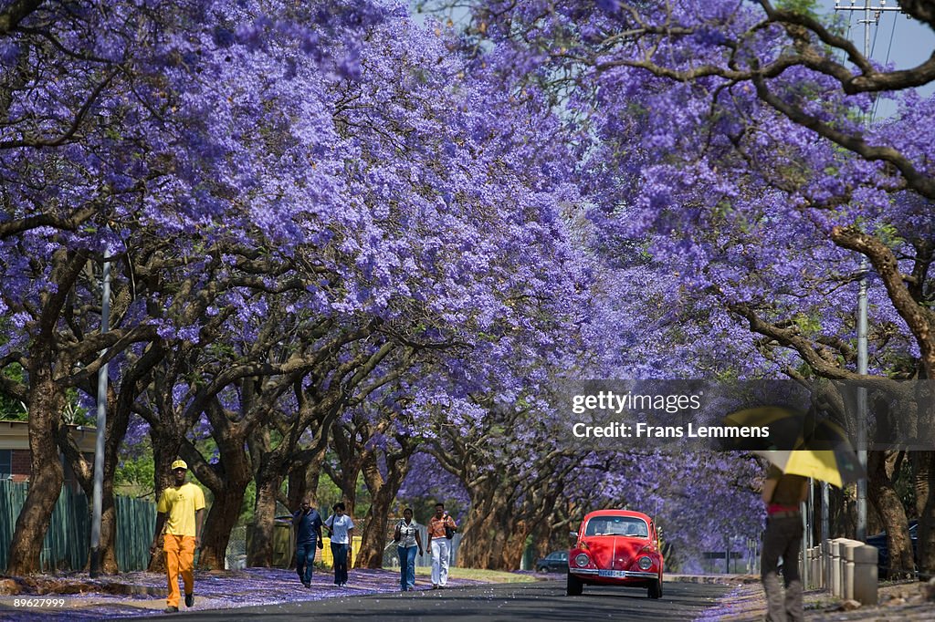 South-Africa, Pretoria, Blooming Jacaranda trees